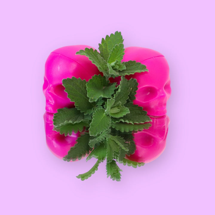 Baume à lèvres Pink Skull 💋